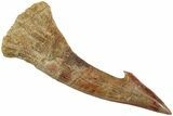 Fossil Sawfish (Onchopristis) Rostral Barb - Morocco #230997-1